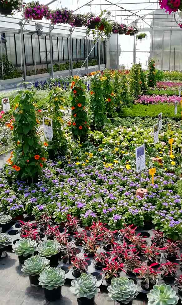 Einblick in ein Gewächshaus der Gärtnerei Hohe: am Boden sowei auch von der Decke stehen und hängen blühende Pflanzen in vielen bunten Farben